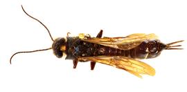   Sirex californicus  female dark form lateral habitus; photo by H. Goulet, CNC 
